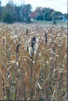 Cattails_2.jpg (29662 bytes)